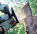 Best Storm Damage Tree Cleanup  in Palatine, IL