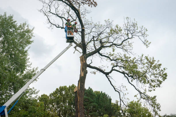 Best Fruit Tree Pruning  in Palatine, IL
