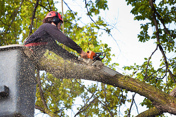 Best Aeration Services  in Palatine, IL