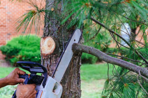 Reliable Palatine, IL Tree Removal Solutions